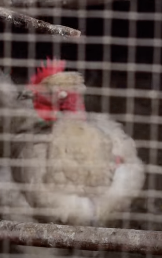 Egy erdélyi klipforgatás legyen erdélyi hangulatú!